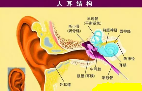 耳朵结构